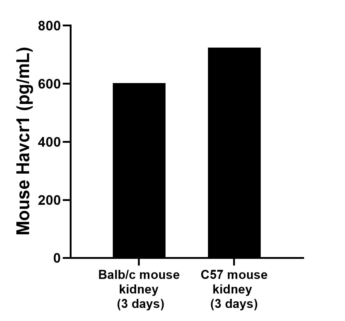 Kidneys from mice were removed, rinsed in 1X PBS, and kept on ice in 1X PBS. Kidneys were then homogenized using a tissue homogenizer and seeded into media containing RPMI-1640 supplemented with 10% fetal bovine serum, 2 mM L-glutamine, 100 U/mL penicillin, and 100 mg/mL streptomycin sulfate. Cells were cultured for the times indicated. The mean Havcr1 concentration was determined to be 602.5 pg/mL in Balb/c mouse kidney, 724.5 pg/mL in C57 mouse kidney. 